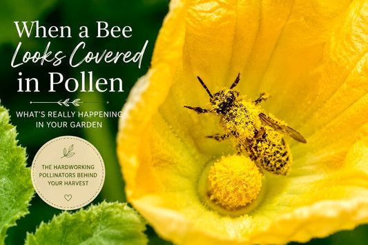 When a Bee Looks Covered in Pollen: What’s Really Happening in Your Garden