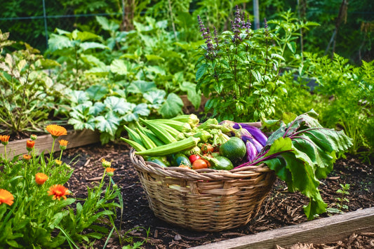 🪏What to Plant at the End of June in Northeast Texas (Zone 8b)