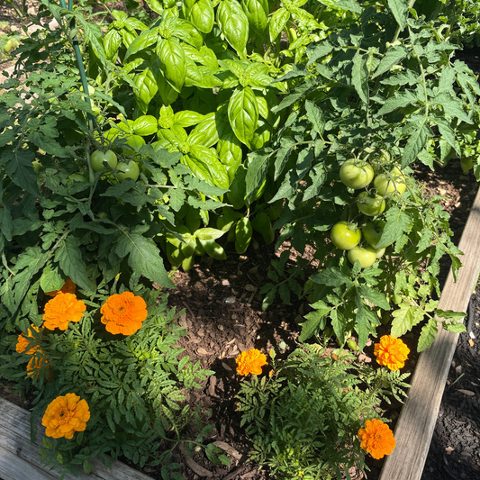 🌱 Companion Planting: Let Your Garden Work Together Naturally